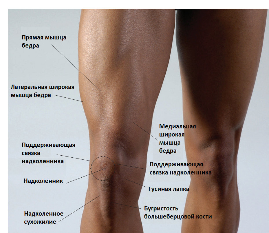 Внешняя часть колена. Припухлость под коленом спереди. Строение ноги ниже колена.