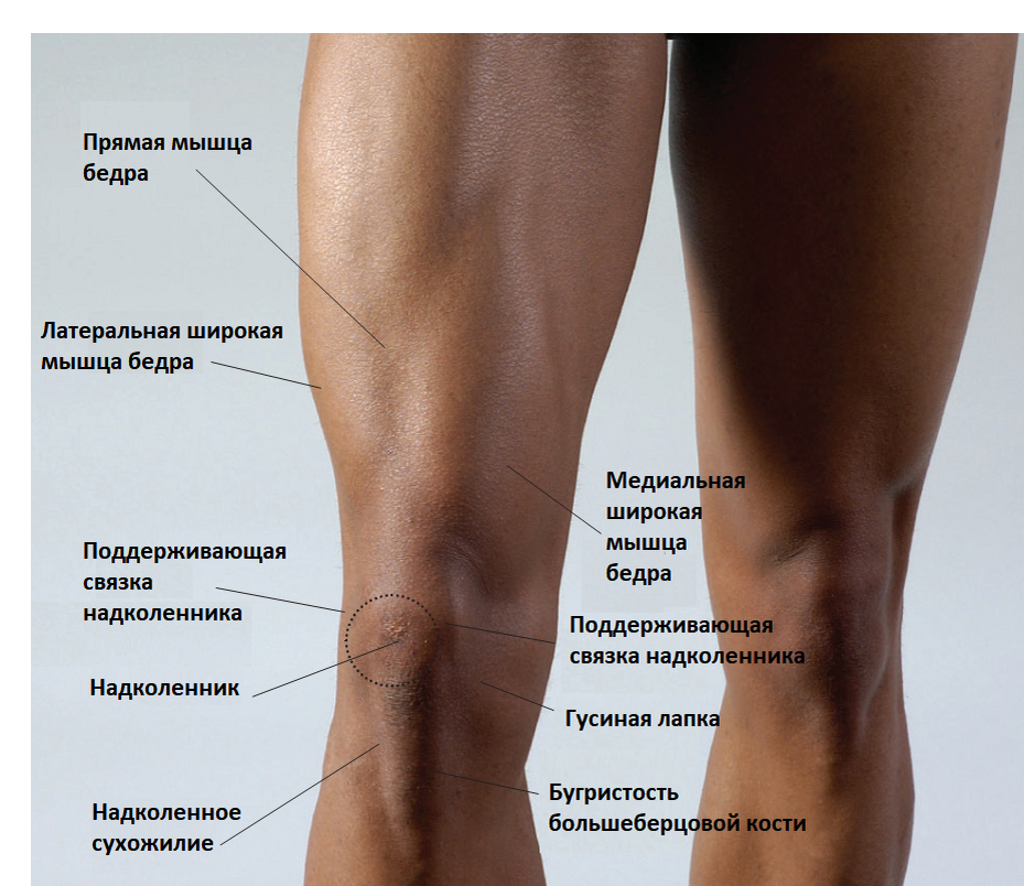 Куда колена. Как называется область под коленкой сзади. Прямая мышца бедра. Медиальная широкая мышца бедра. Припухлость под коленом спереди.