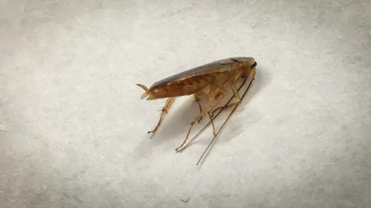     Жители Нижнего Новгорода, предварительно, заметили в ресторане быстрого питания «Вкусно и точка» тараканов. Видео очевидцы разместили в Telegram-канале «Нижний №1».