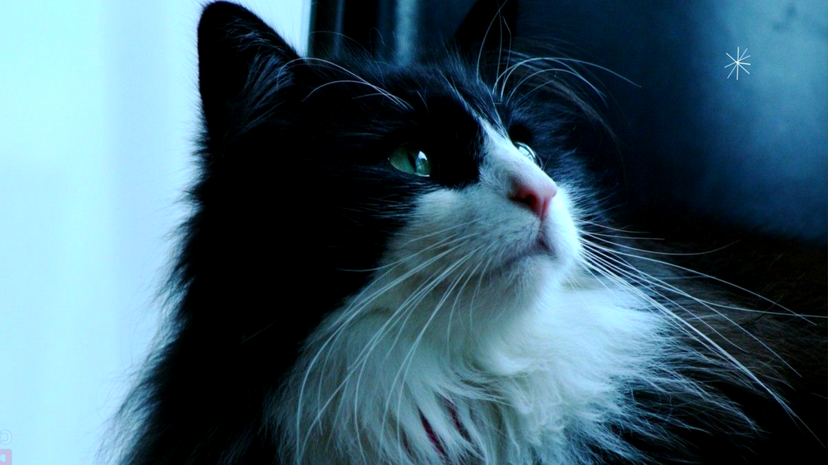 «Кошки считают людей большими котами»: 5 интересных выводов биолога ...