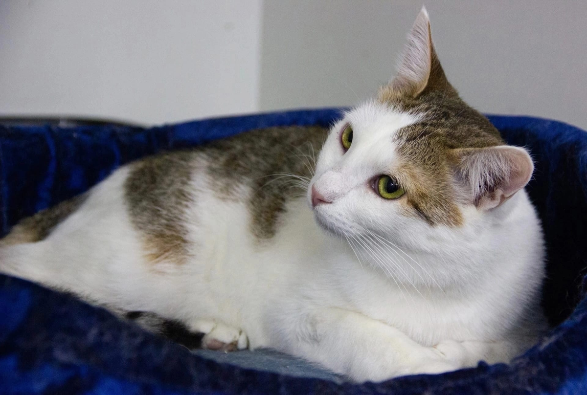 Внимательно слушает, о чём говорят люди.