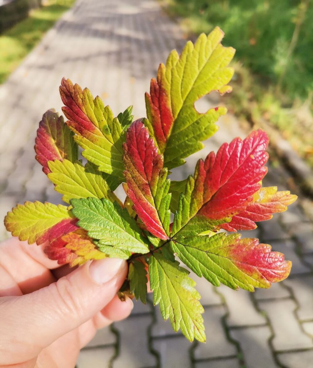Листья окрасились в красный и желтые цвета