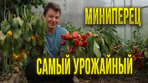 Агрофирмы продают как гибрид, но у меня растет много лет как сорта - ланчбокс красный и желтый