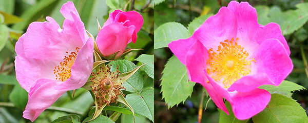 Фото mooseysgarden