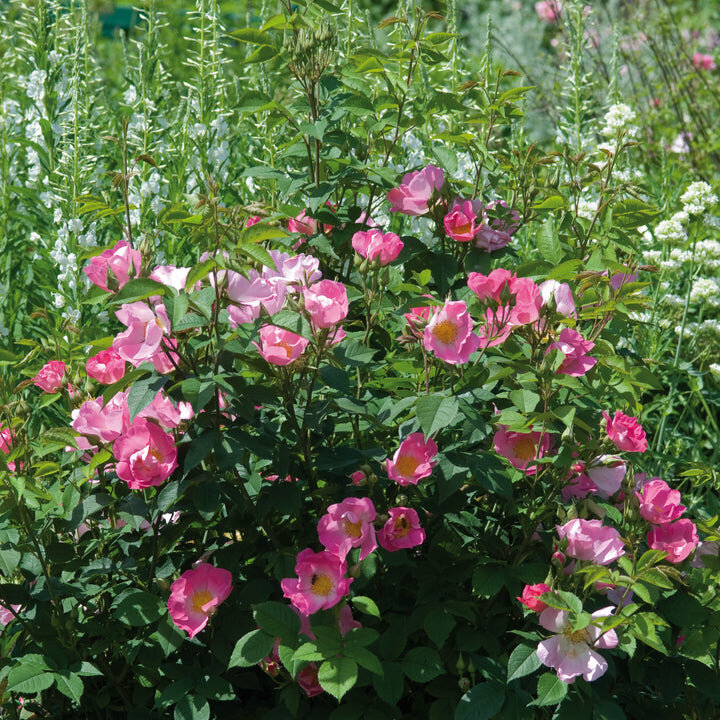 Фото DAVID AUSTIN ROSES 