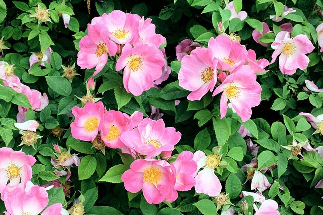 Фото MONACO NATURE ENCYCLOPEDIA