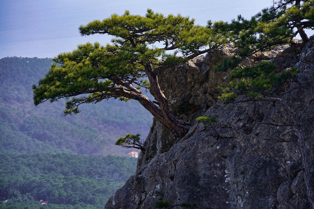 1200 Летний тис на ай Петри