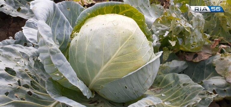    В Оренбургской области завершается сбор овощей открытого грунта Кристина Просвиркина