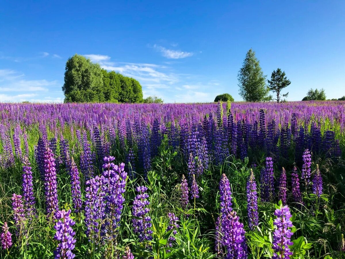 Лавандовые поля Прованса точно стоят того, чтобы получить Шенген. Фото: unplash.com