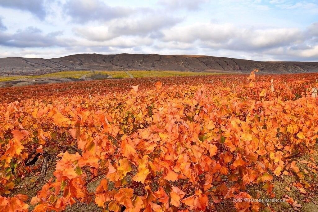 Крымские осенние виноградники