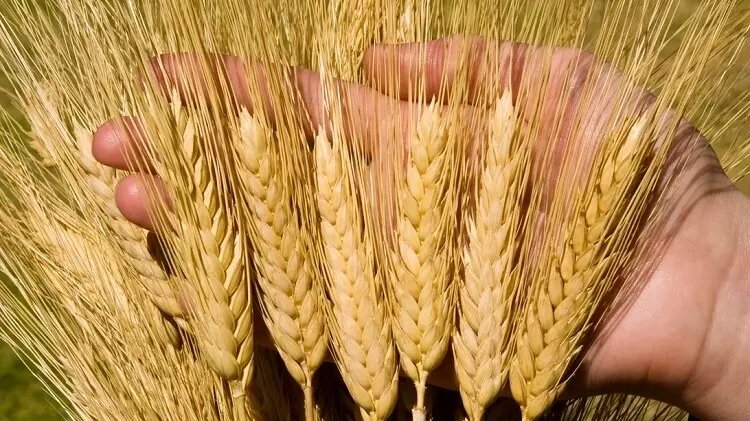 Себестоимость элитной пшеницы выше обычных сортов. Фото: Equipnet