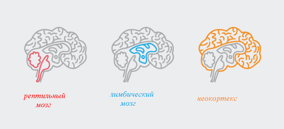 7 3 brain. Мозг неокортекс. Рептильный мозг и неокортекс. Триединая модель мозга. Мозг рептильный лимбический неокортекс.