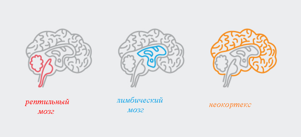 Типы мозга. Мозг неокортекс лимбическая система. 3 Части мозга рептильный лимбический и неокортекс. Три мозга рептильный эмоциональный и неокортекс. Неокортекс рептилий мозг.