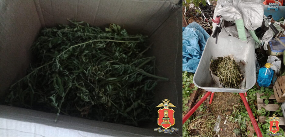 Наркоконтроль Тверской области нашел у жителя Кимр почти килограмм марихуаны