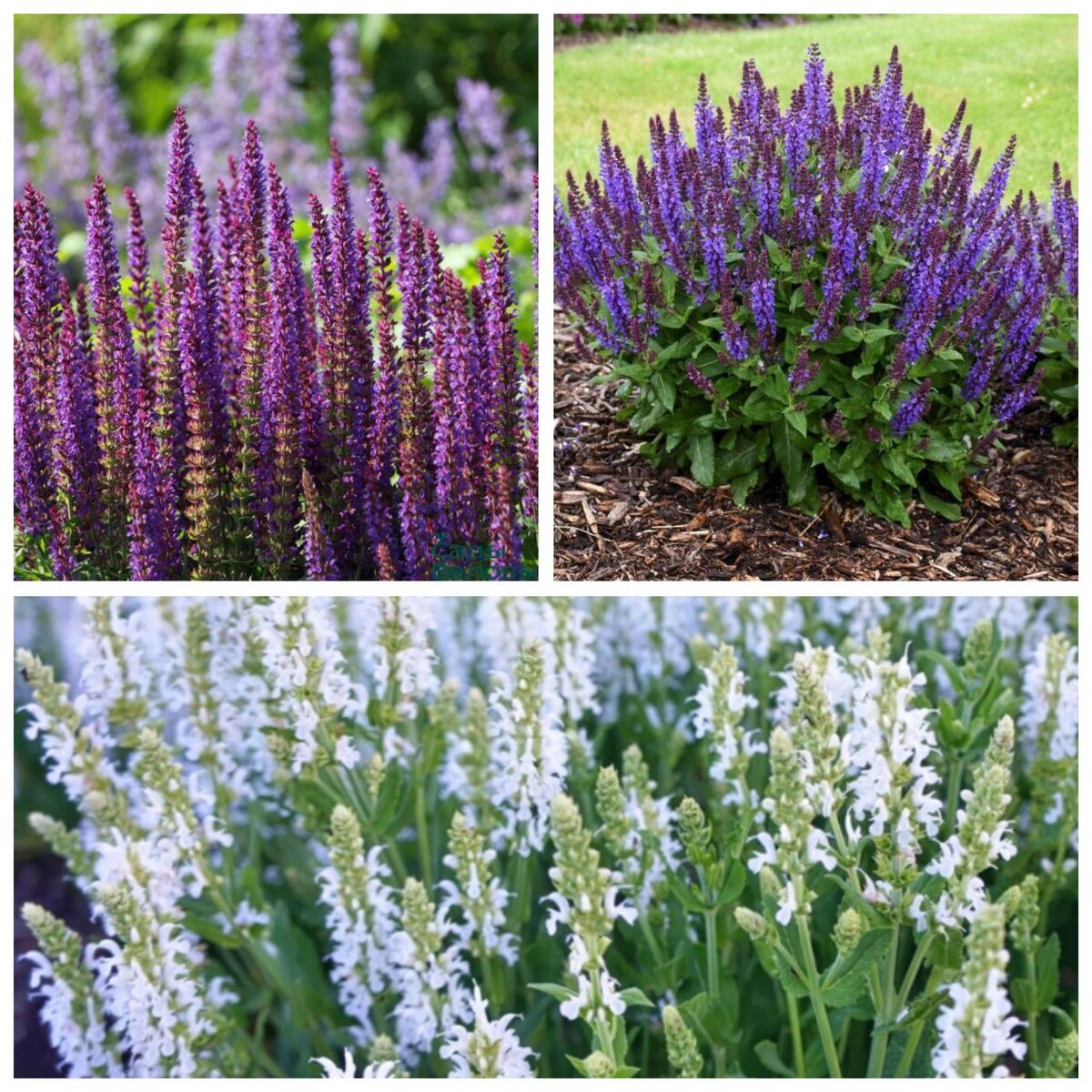 Шалфей Salvia nemorosa Night field