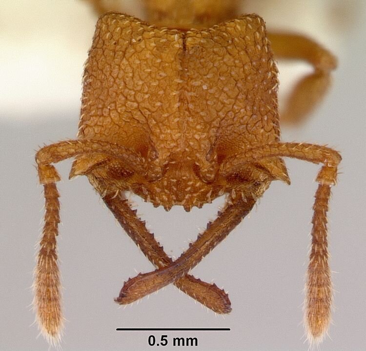 Источник: https://ru.wikipedia.org/wiki/Mystrium_camillae#