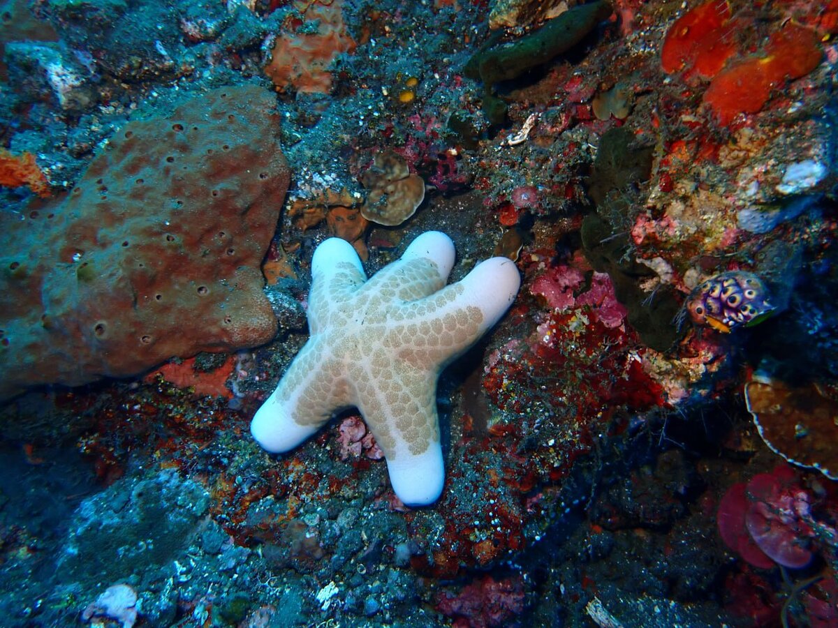 Хориастер, Индонезия.