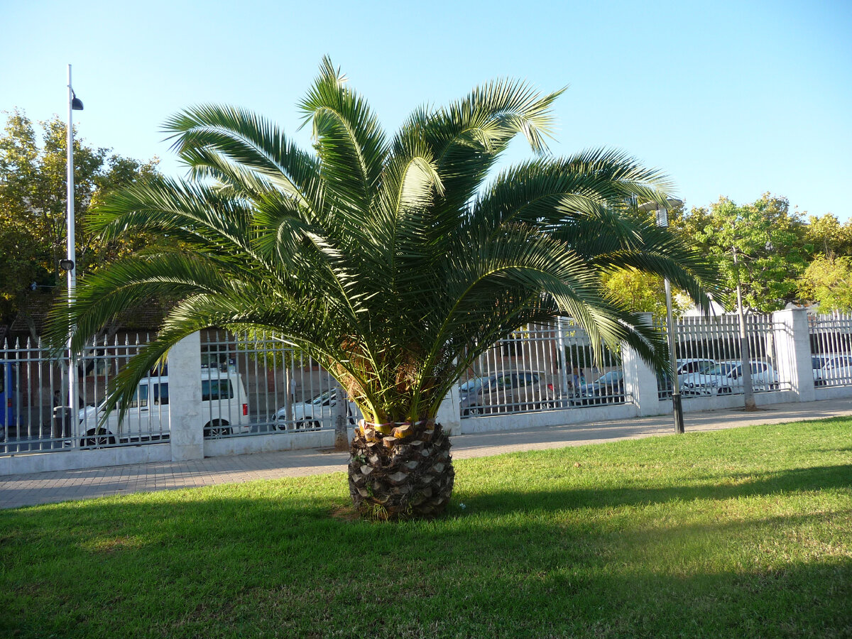 Пальмы в Пальме прекрасны и разнообразны