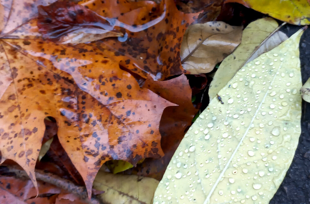 Опавшие листья