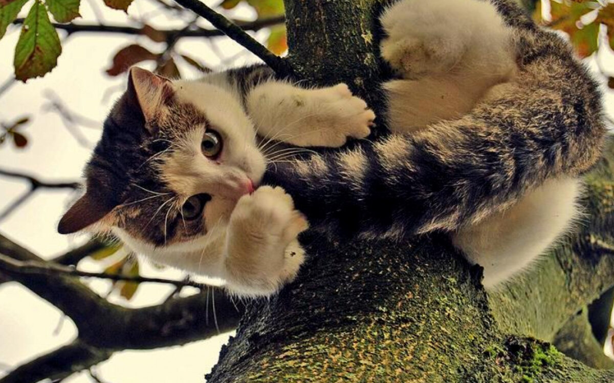 Фото из Интернета.