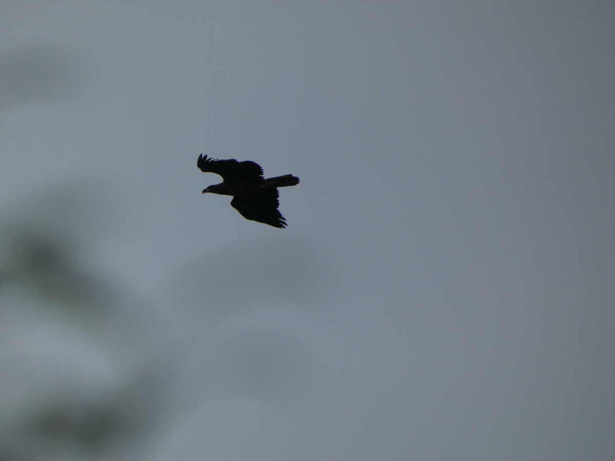 Молодой орлан белохвост