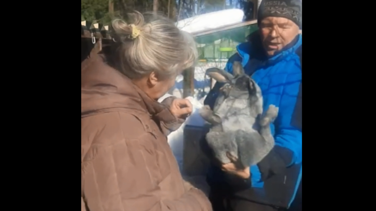 Осмотр крольчихи перед случкой.