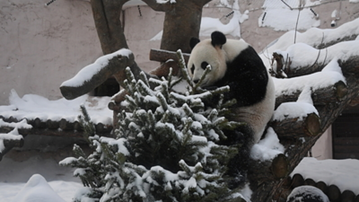 ФОТО: KOMSOMOLSKAYA PRAVDA/GLOBALLOOKPRESS 