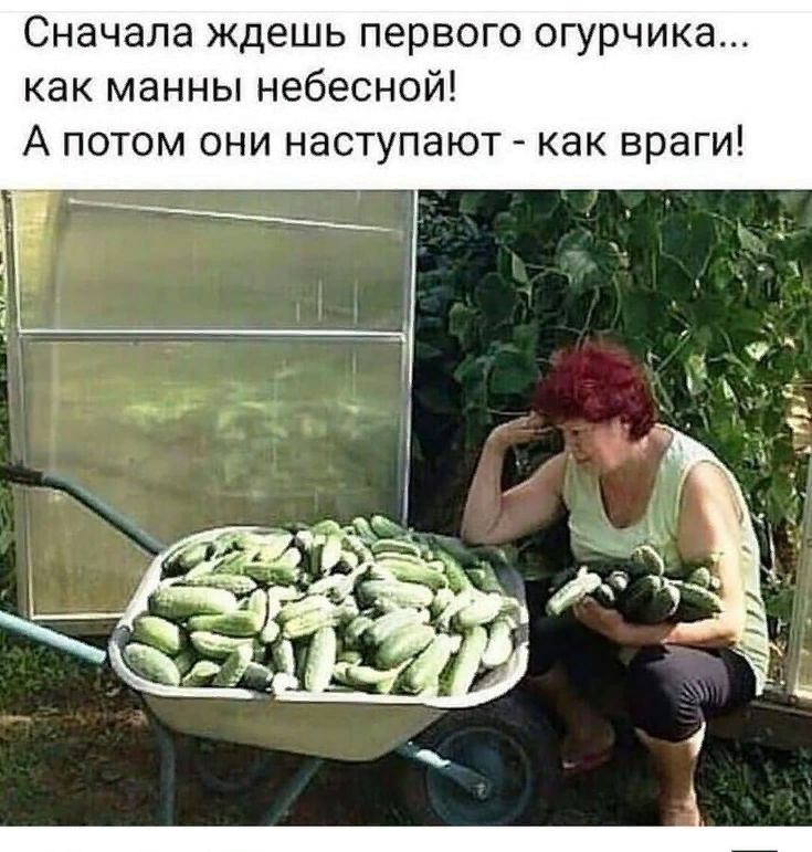 Смешные анекдоты про дачу