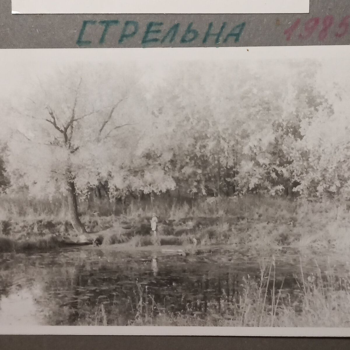  Моя младшая сестра на фоне пруда. Осень 1985 г. Вот такие были заросли кленов.