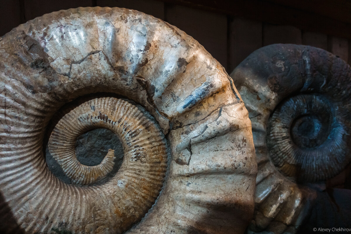 Аммонит - древнейший житель древнейшего океана
