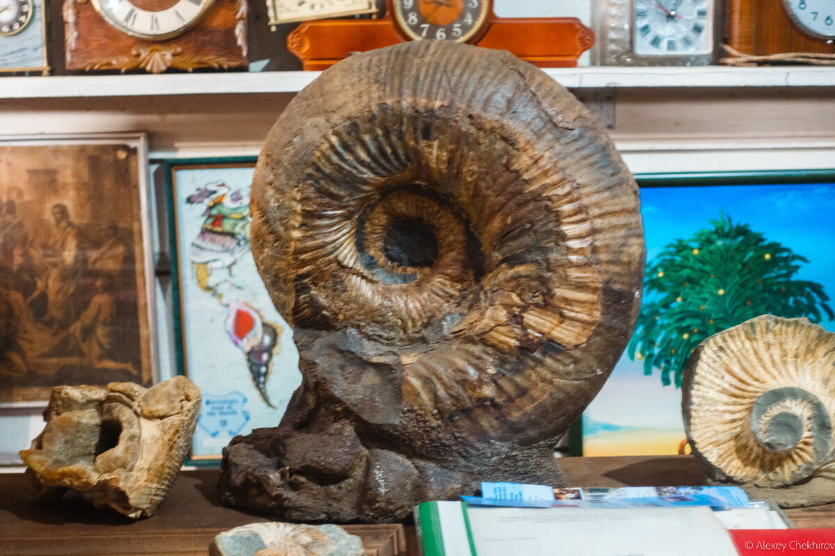 В Беловодье можно полюбоваться окаменелыми аммонитами различных габаритов: от карманных до размера тракторного колеса.