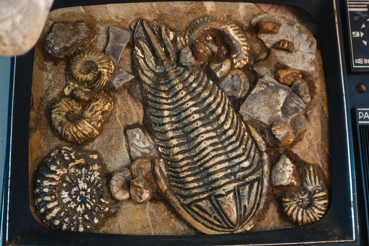 По местному телевидению в эфире программа «Из жизни трилобита»