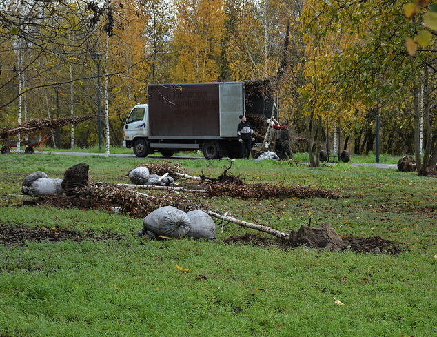 Березы подвезли! 