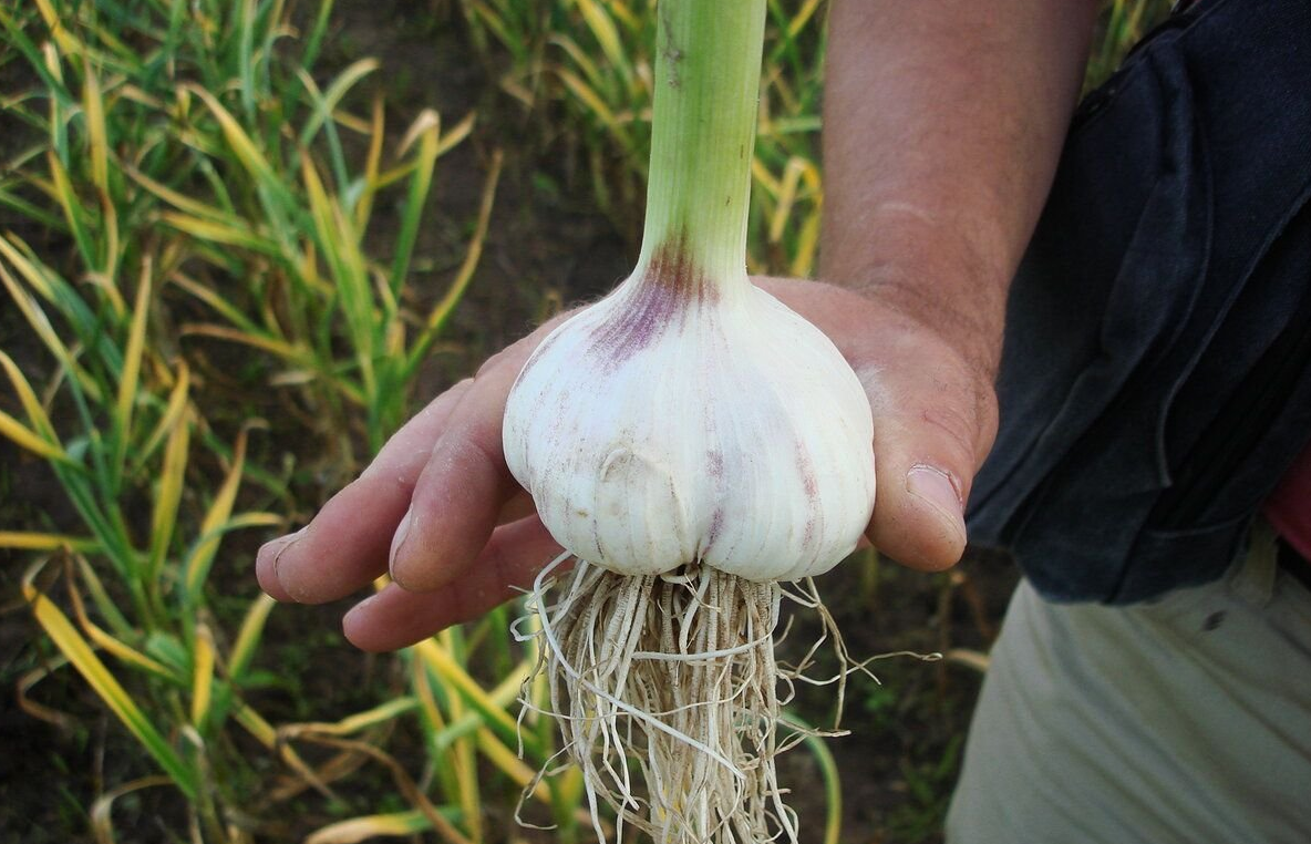 Неемного дополнительных усилий и у вас обязательно вырастет такой же