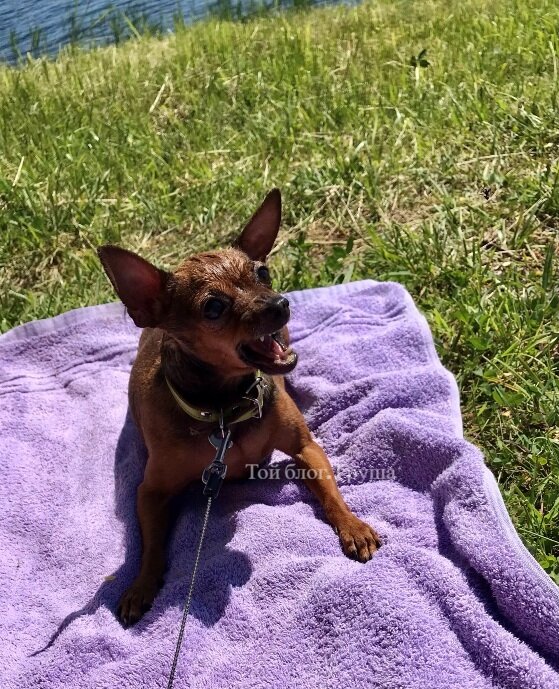 На пляже летал кусачий мелкий слепень, Груша была очень испугана.