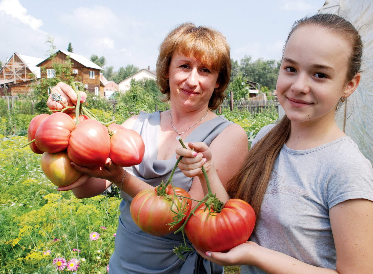 Биологи выяснили, почему раньше помидоры были вкуснее и ароматнее. Многие, кто помнит вкус «тех самых» помидоров наверняка заметили, что нынешние томаты – им не чета.-2