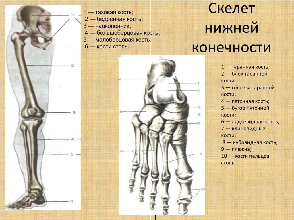 Стопа нижней конечности. Кости нижних конечностей человека анатомия. Строение нижней конечности анатомия стопа. Строение скелета нижней конечности кости. Строение костей нижней конечности.