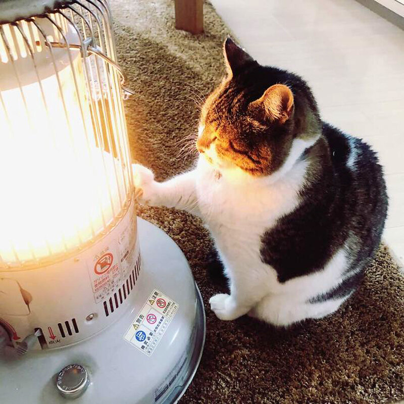 Котик нагревается