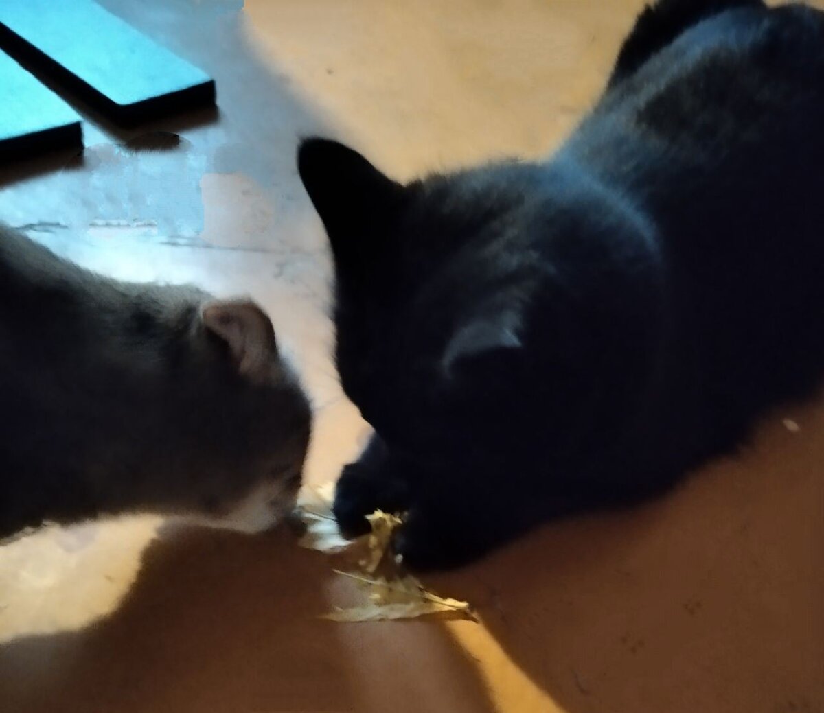 Ярик и Микки