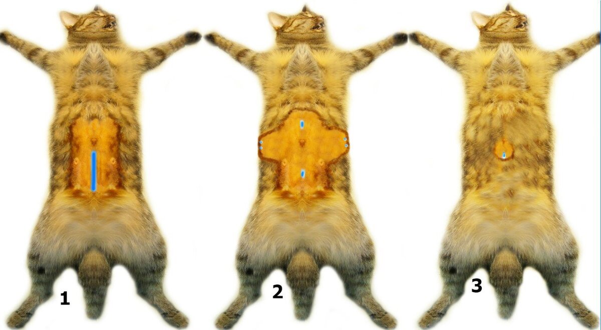 Где находится шов после стерилизации