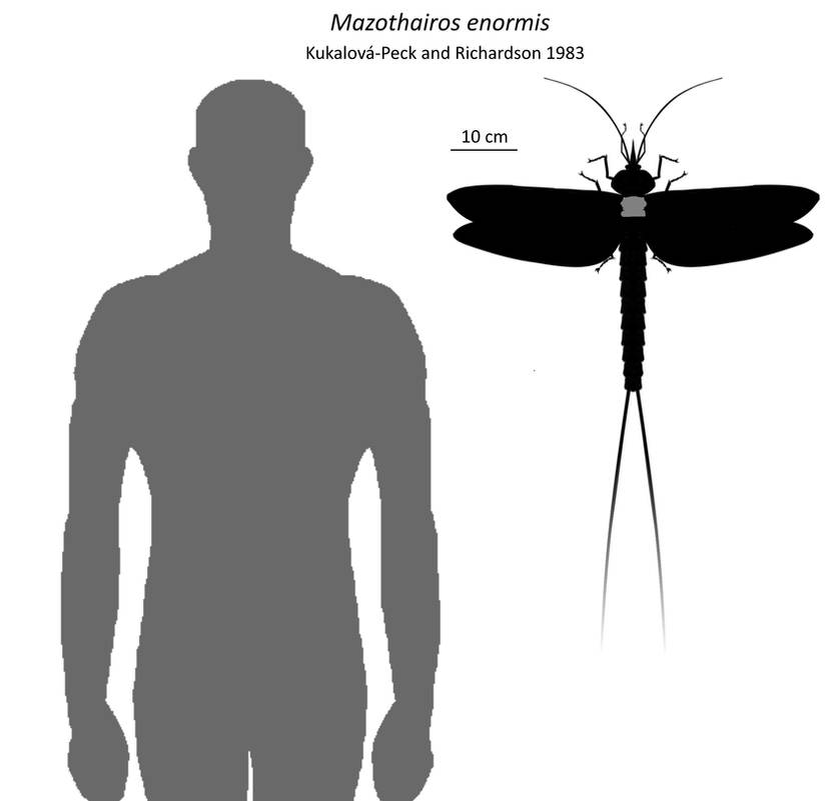 Да, всё верно, насекомое было длиной от макушки и примерно до пупка для среднего человека.