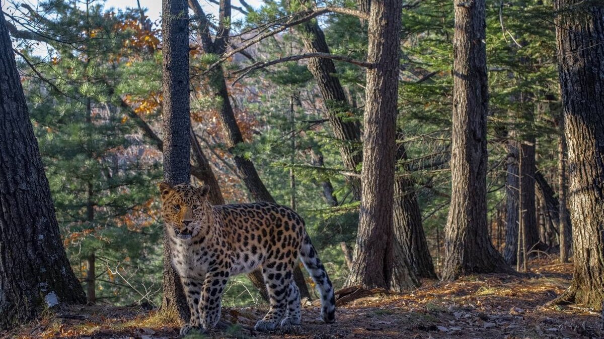     Именитый фотограф дикой природы Сергей Горшков запечатлел самого «неуловимого» дальневосточного леопарда Leo 228M в Приморье. Благодаря такому портфолио у будущей потенциальной звезды появится хранитель.