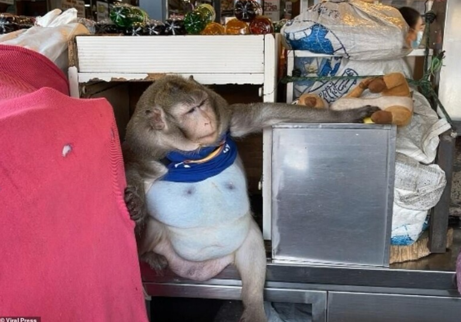 Вот так она жила (тут уже схуднувшая), как видите, наверху лоток со сладкой газировкой