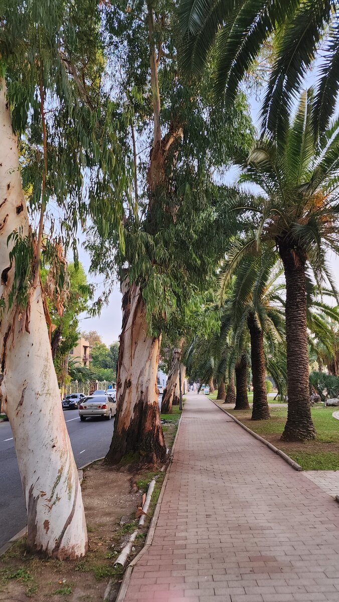 Огромные эвкалипты рядами