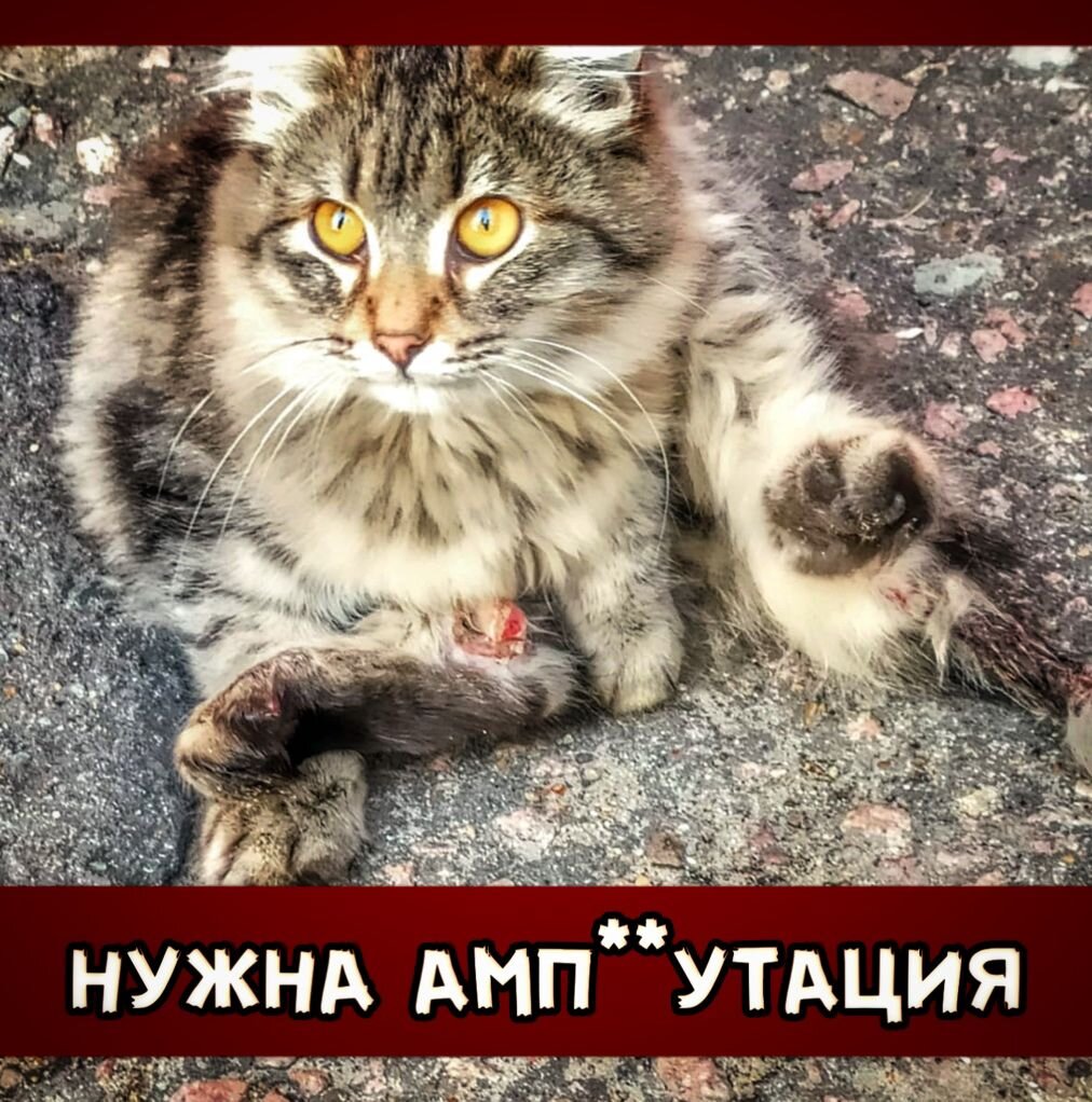 Ктик нуждается в немедленной помощи, иначе мы попросту его потеряем...