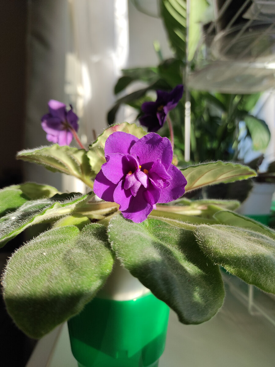 РМ - Фаина, спорт