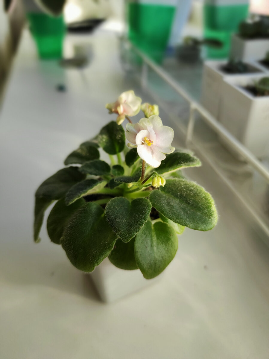 Hunter's Sweet sakura 