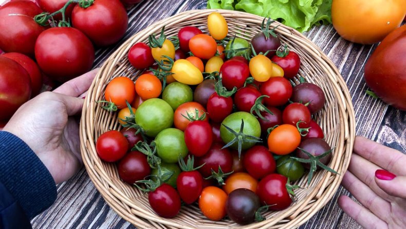 Разнообразие плодов томатов-черри от СеДеК.