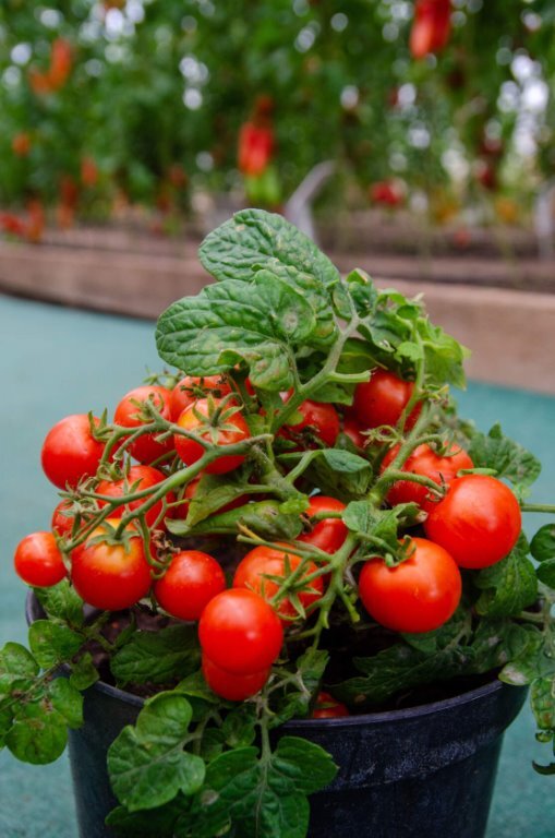 Семена миниатюрных томатов "СеДеК" легко превращаются в урожайное растение. Даже в цветочном горшке.