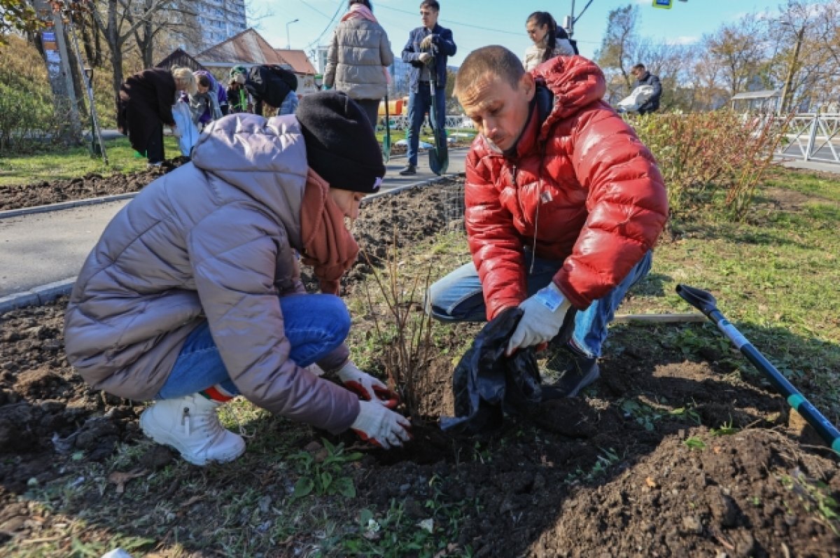    В Краснодаре в ноябре высадят одну тысячу декоративных деревьев